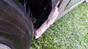 Огурец Нежинский. Наросли за ночь