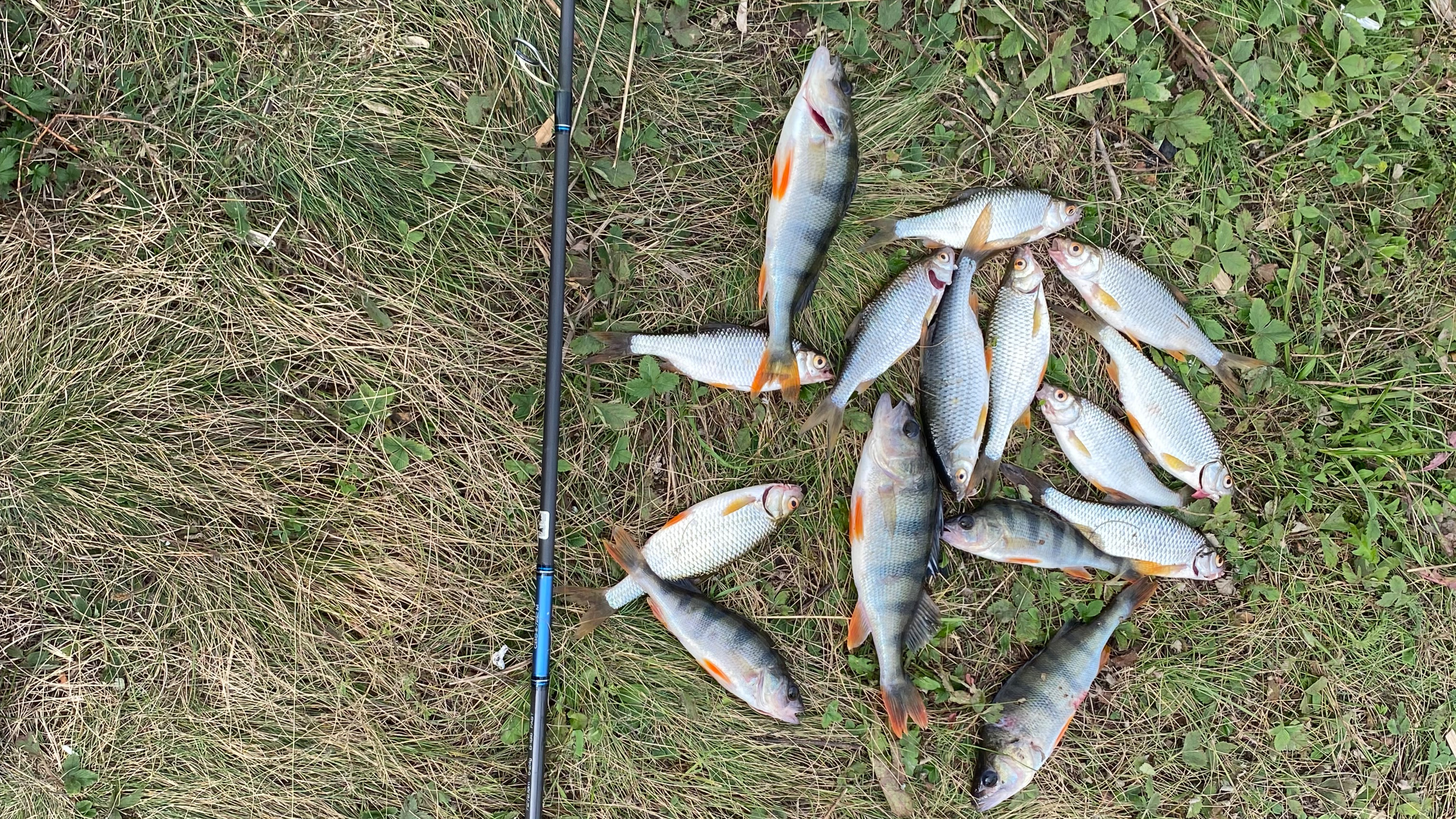 ШОКИРУЮЩАЯ уловистая связка: кивок + отводной! Плотва и окунь сходили с ума. смотреть онлайн