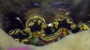 ОЧЕНЬ ИНТЕРЕСНЫЙ ФИЛЬМ О ЯДОВИТЫХ ЖИВОТНЫХ! Яд. Достиж