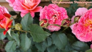 Все ОТТЕНКИ розы РЕН САММЮ🤗🌹🌹🌹