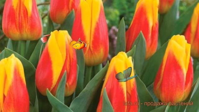 Тюльпан обыкновенный Айс Лолли (tulipa Ays-lolli) 🌿 обзор: ка?