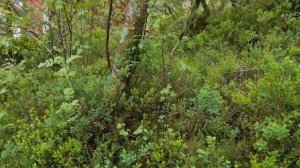 03.06.25. Набрала Микоризу и удобрение для Гортензии.