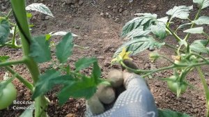 Пасынкование томатов. Виды пасынков