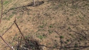 Как ФОРМИРОВАТЬ молодую ЧЕРЕШНЮ в 2 года