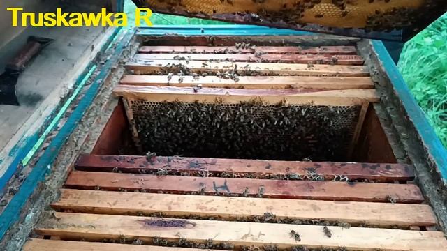 #Пчёлы. Метод отводка. 20-25 литров акации на одну семью. ?