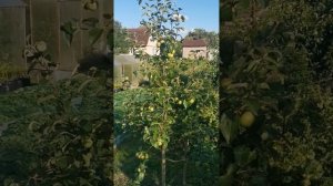 сорта яблонь для Ленобласти, которые можно начинать е?