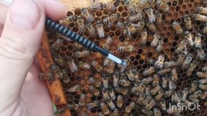 Вывод пчеломаток на коленке. Быстро, просто и легко!