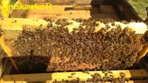 Если весной не стало матки, что делать? Частые осмотры