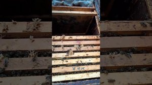 Пчела Карниола  и Кордован 8 мая 2025 г.