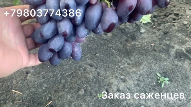 Виноград Днепровский сувенир , Находка Калугина , Ремб смотреть онлайн