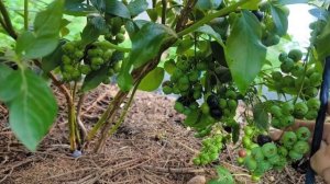 Подмосковье. Голубика. Ягода на сортах Олле, Пелле, Гол