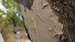 СПАСАЕМ деревья от СМЕРТЕЛЬНЫХ ран. Замазываем раны и