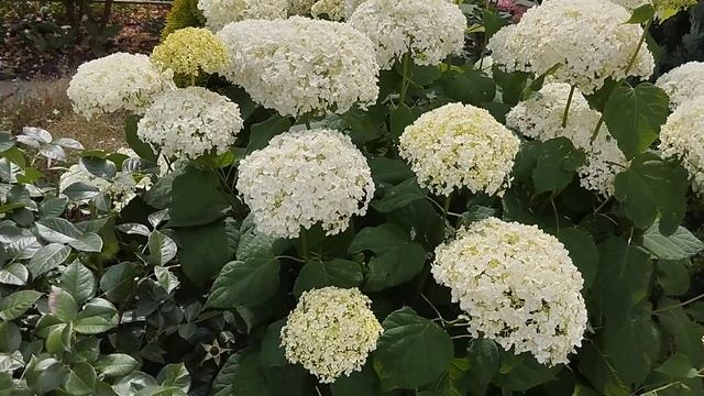 Древовидная гортензия Стронг Анабель. смотреть онлайн