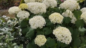 Древовидная гортензия Стронг Анабель.