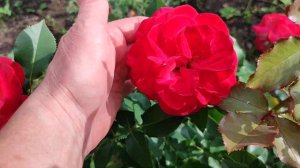 РОЗА МИДСАММЕР. ФЛОРИБУНДА. Секреты Дачного Счастья. 11