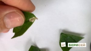 Тута Абсолюта, минирующая моль. Как бороться?