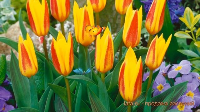 Тюльпан катевбинский Джузеппе Верди (tulipa) 🌿 обзор: ка?