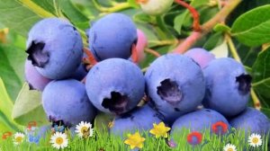 Голубика высокорослая Патриот 🌿 Обзор: посадка и ухо?