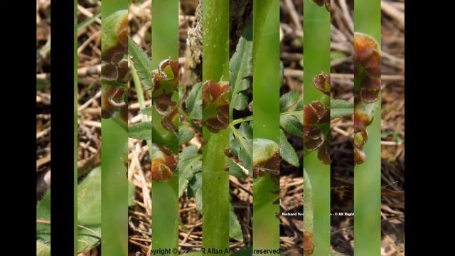 ГРОЗДОВНИК (BOTRYCHIUM) Папоротник сем. Ужовниковые (иногд смотреть онлайн
