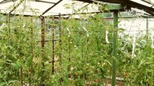 Метод Митлайдера для томатов  Сайт “Садовый мир“