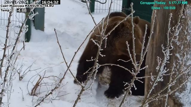 Медведь Мансур - Mansur the Bear (Мансур вьет себе гнездо?!!) смотреть онлайн