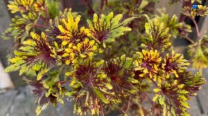 Колеус. Обзор  популярных сортов | Итоги выращивания 202