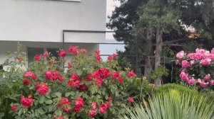 Роза Синко де Майо восхитительна!