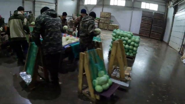 Зачистка капусты. #овощи #seeds #cabbage #капуста #brassica #field #аг смотреть онлайн