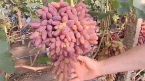 Виноград ДЖОКЕР.