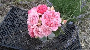 роза помпадур, питомник роз полины козловой rozarium.biz