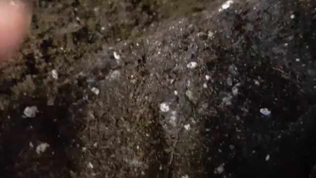 SOS!!!! Terra Vitta Живая Земля универсальный = заражена плесе?