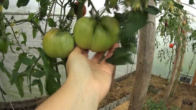 Урожай радует/ Теплица из п/п труб радует/ Сломалась яб