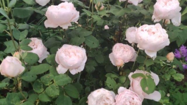 Роза Чарльз Дарвин. Charles Darwin Rose. Оригинатор Дэвид Остин смотреть онлайн
