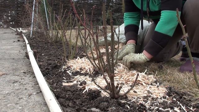 После снятия укрытия с роз замульчируйте землю ! Для ч смотреть онлайн