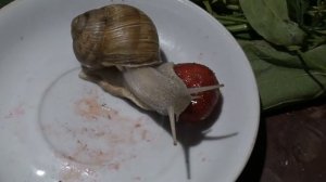 Что ест виноградная улитка очень любит кушать спелую ?