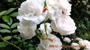 Роза почвопокровная Сиа Фом (rose sea foam) 🌿 роза Сиа Фом о?