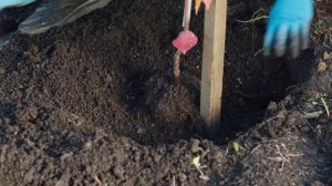 ЯБЛОНЯ ПОСАДКА ОСЕНЬЮ | КАК ПОСАДИТЬ ЯБЛОНЮ ОСЕНЬЮ?