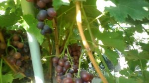 Виноград Мускат Гамбургский