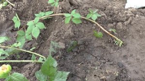 Как посадить правильно ежевику