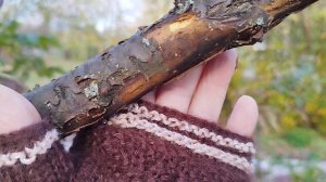 Ищем причину гибели коры на яблоне.