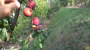 Слива диплоидная АУТОМН ГЛО