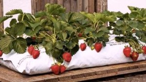 Как вырастить  клубнику в мешках и наслаждаться ею кру
