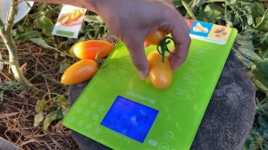 Томат «Котя» F1 от компании Партнер (Фурсов Николай Пет