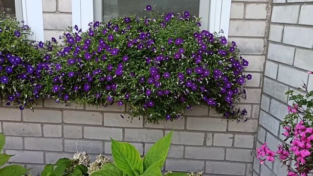 Супер сорта петуний! Blanket Violet - Бланкет Виолет и Blanket Rose