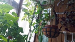 Томаты на балконе.Середина августа2020г.