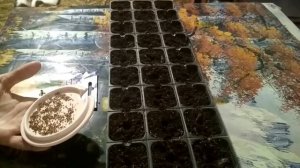 Посев корневого сельдерея на рассаду 🌿