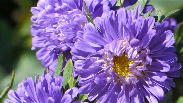 Как сажать астры на рассаду дома? | ToNature.Info