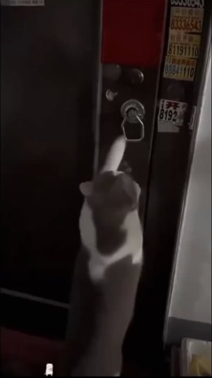 Ну чего так долго?! 😼