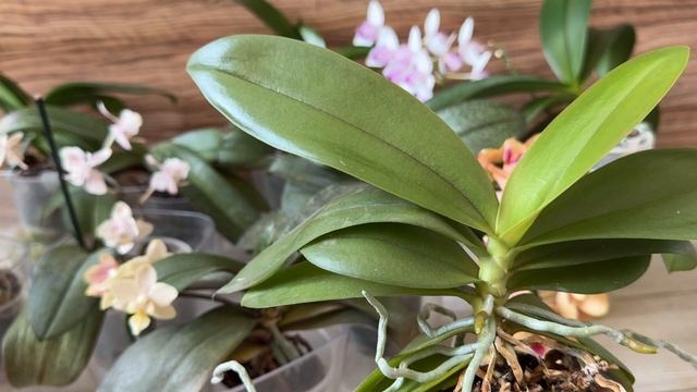 Самые ароматные орхидеи Фаленопсис Сансет лав Джулия