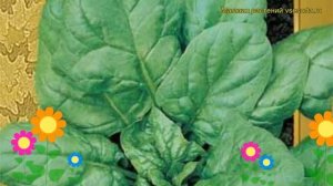 Шпинат Исполинский. Краткий обзор, описание характери